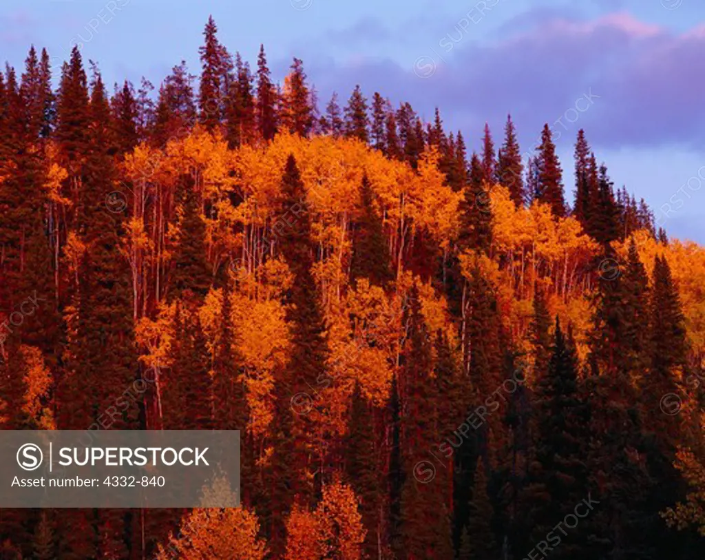 Quaking aspens and white spruces illuminated by warm sunset light, hillside east of Irons Creek, Alaska Highway, British Columbia, Canada.