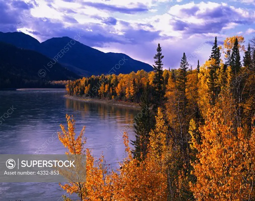 Autumn colors of balsam poplars mixed with white spruce growing along the Liard River near the Alaska Highway, northern British Columbia, Canada.