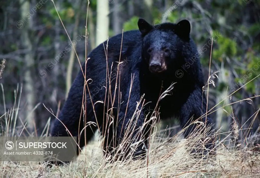 Black Bear along the Alaska Highway in northern British Columbia, Canada.