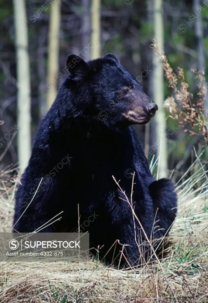 Black Bear along the Alaska Highway in northern British Columbia, Canada.