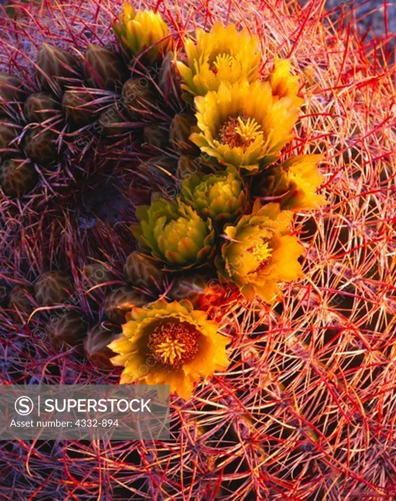 Warm light of sunrise illuminating the top of a blooming barrel cactus, Ferocactus acanthodes, Cactus Garden, Vallecito Mountains, Anza-Borrego Desert State Park, California.