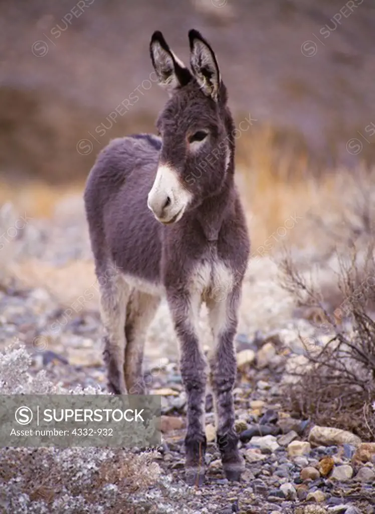 Feral burro, Wildrose Canyon, Death Valley National Park, California.