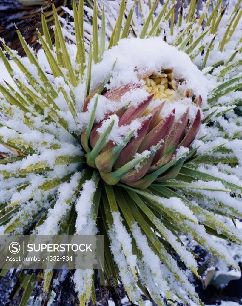 April snow in the Mojave Desert, blooming Joshua tree, Yucca brevifolia, Lee Flat, Death Valley National Park, California.
