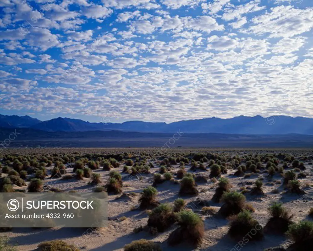 Mackerel sky above arrowweed, Pluchea sericea, Devil's Cornfield, Death Valley National Park, California.