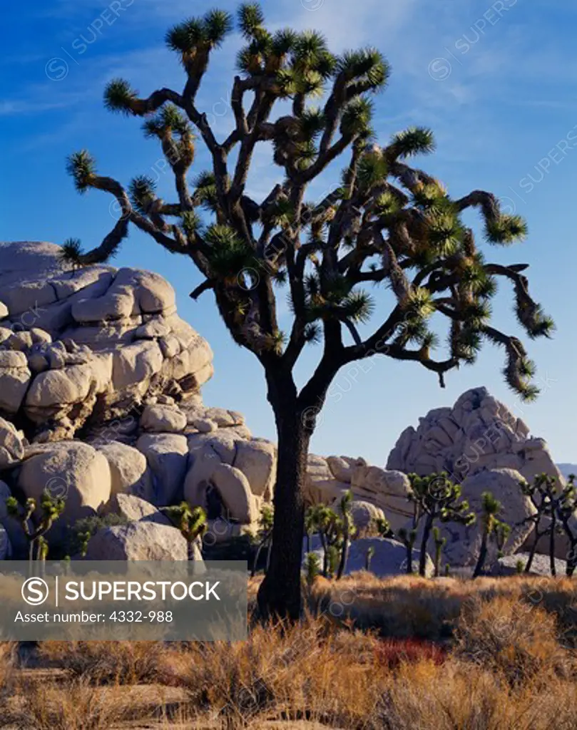 Joshua Trees, Yucca brevifolia, and granite monoliths near Hidden Valley, Joshua Tree National Park, California.