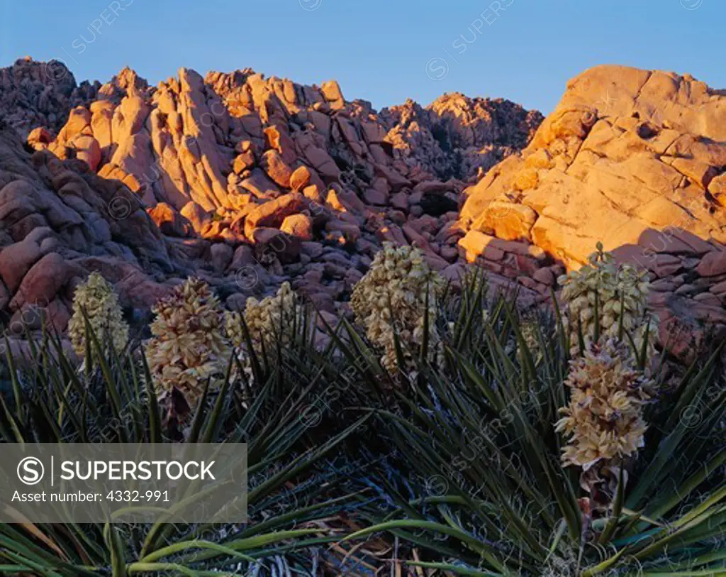 Mojave yuccas, Yucca schidigera, in bloom and granite monoliths, Indian Cove,  Joshua Tree National Park, California.