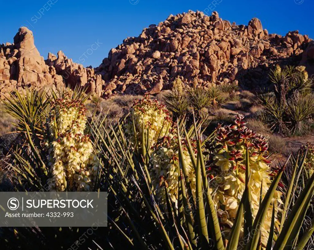 Mojave Yuccas, Yucca schidigera, in bloom and granite monoliths, Indian Cove, Joshua Tree National Park, California.