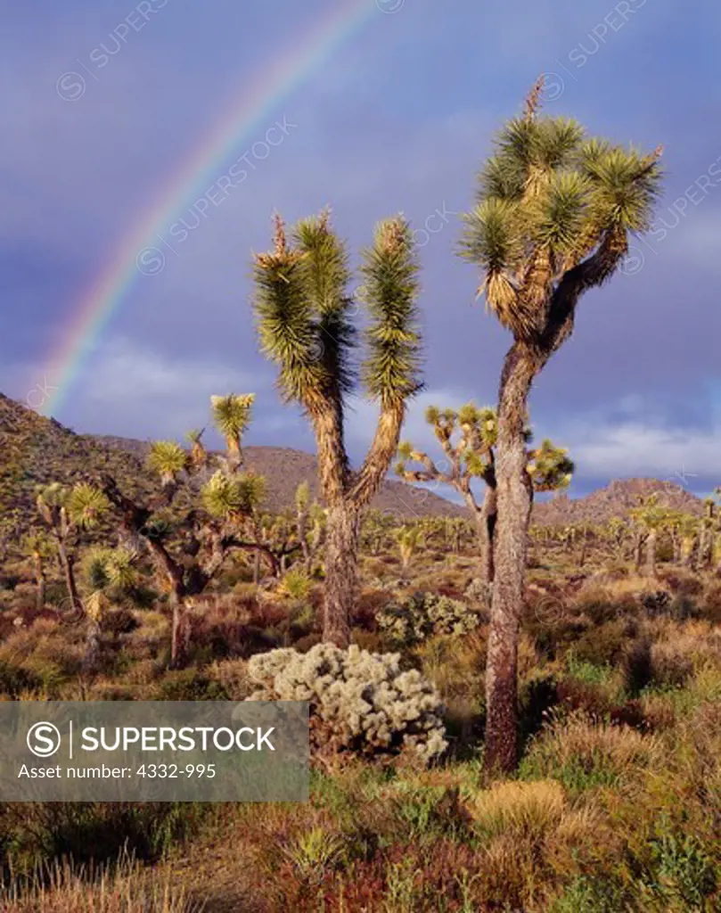 Rainbow beyond Joshua Trees, Yucca brevifolia, and Silver Cholla, Cylindropuntia echinocarpa, Queen Valley, Joshua Tree National Park, California.