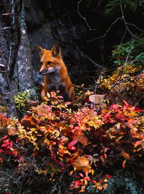 Red Fox, Vulpes fulva, Acadia National Park, Maine.