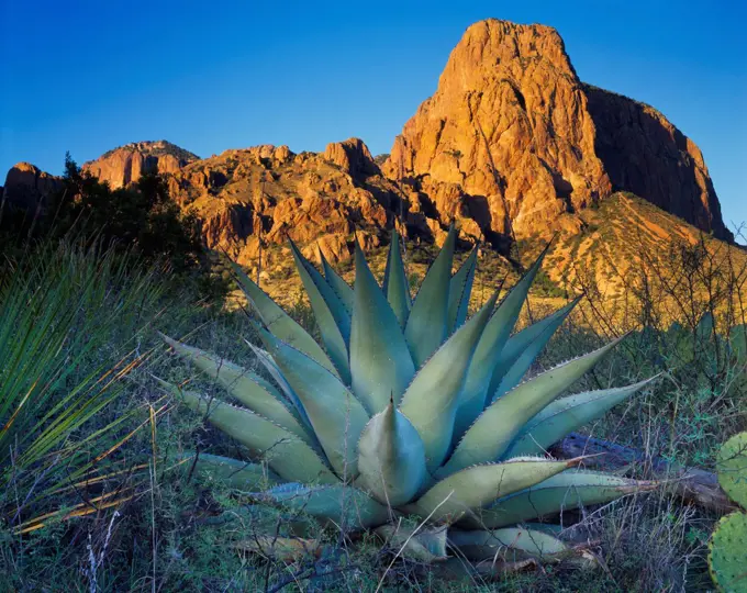 USA, Texas, Big Bend National Park, Agave or Century Plant, Agave havardiana, with Pullman Bluff of Chisos Mountains beyond