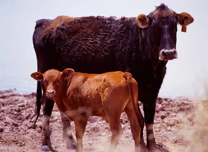 Cow with calf in the Painted Desert on Bill Jeffers Ranch west of Petrified Forest National Park, Arizona.