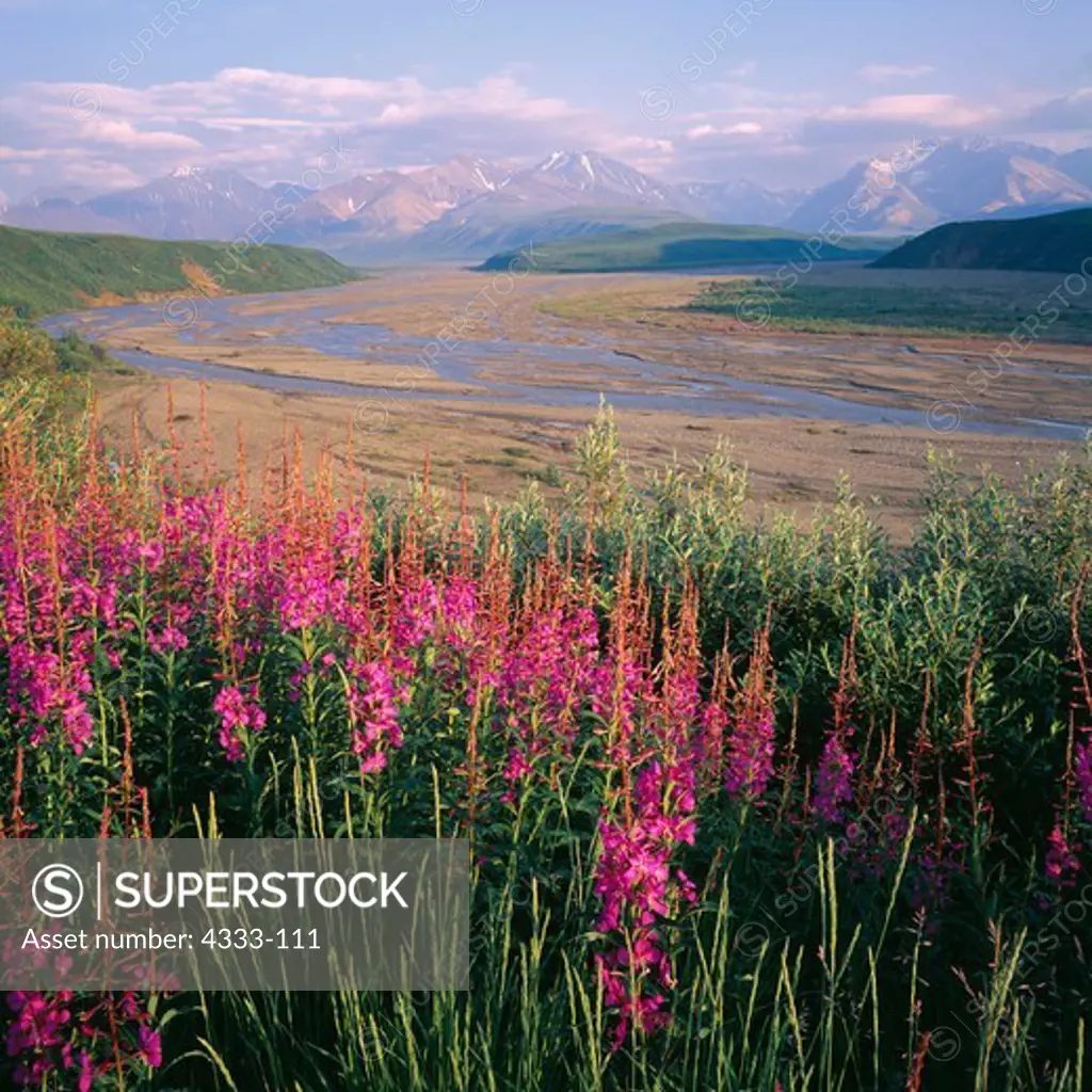 Blooming fireweed (Epilobium angustifolium), on a ridge overlooking the east fork of the Toklat River in Denali National Park, with the Alaska Range beyond.