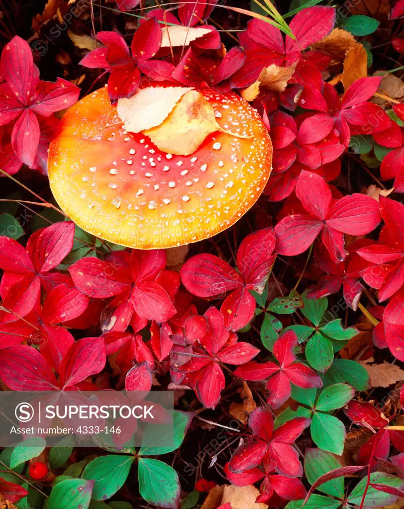 USA, Alaska, Matanuska Valley, Fly agaric (Amanita muscaria), toadstool of fairy tales, growing among autumn leaves of bunchberry (Cornus canadensis)