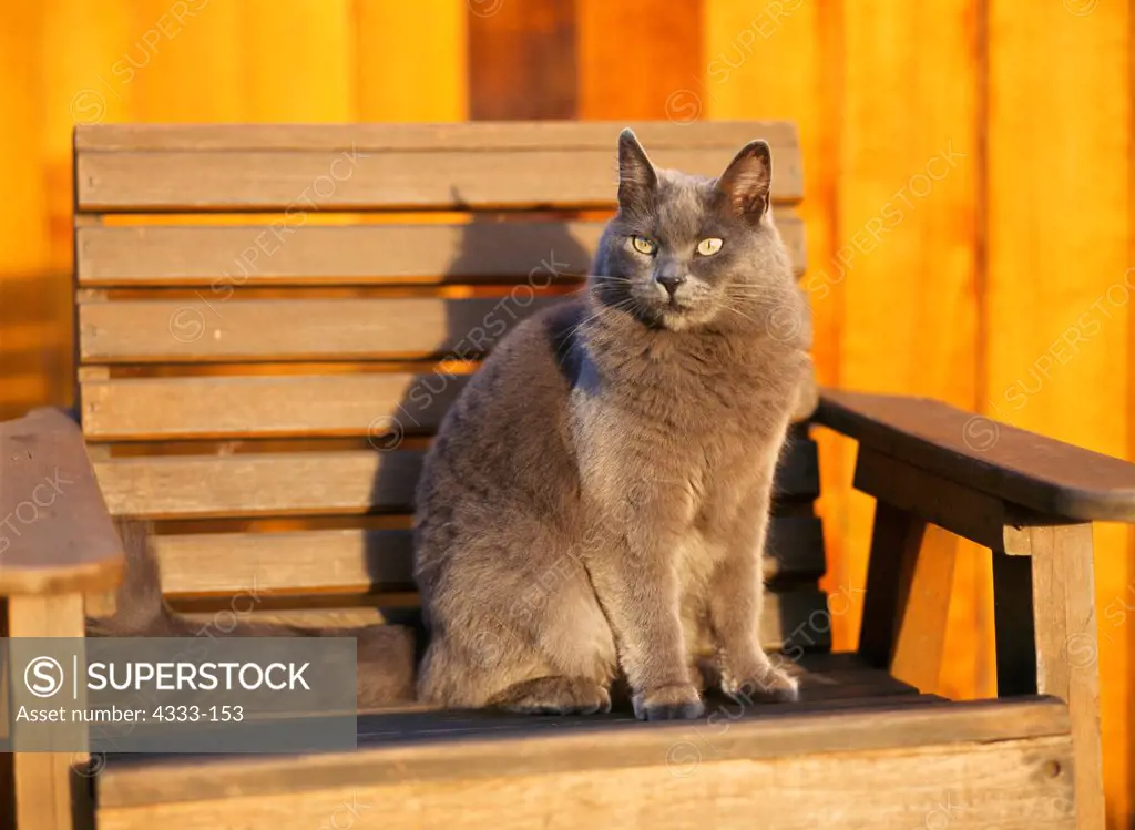 USA, Alaska, Wasilla, Grey Cat, 6-year-old 'Blue' at Cottonwood Lake