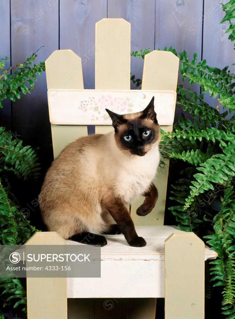 Siamese cat sitting on chair, studio shot