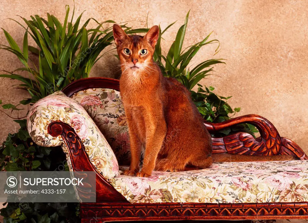 Abyssinian cat sitting on chaise longue, studio shot