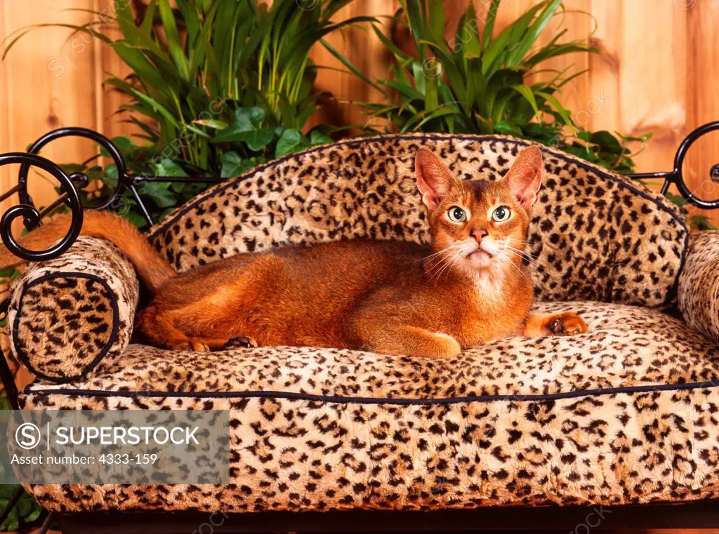 Abyssinian cat lying on cat bed, studio shot