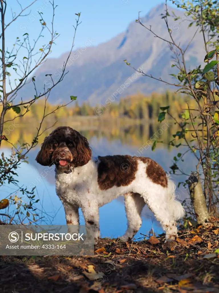 Cockapoo, 1 1/2-year-old 'Jack' photographed on Reflection Lake Trail, Palmer Hay Flats State Game Refuge and owned by Kristine Hilde of Eagle River, Alaska.
