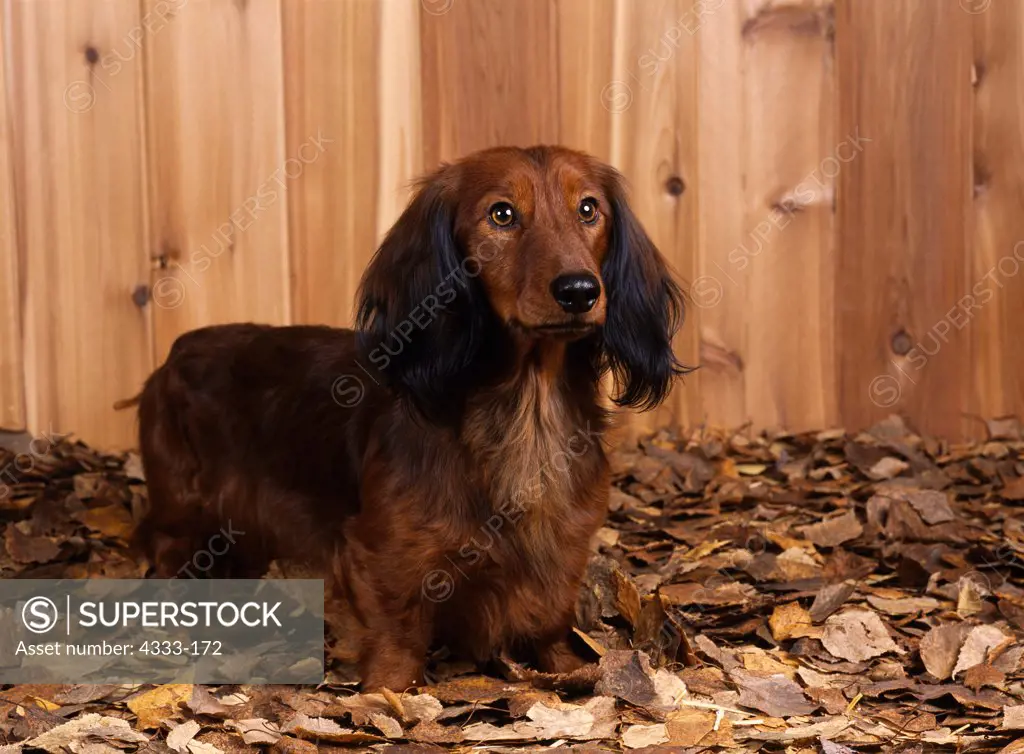 Long-haired Dachshund, AKC, 3-year-old 'Sun Dance' photographed at Randi's studio and owned by Judi Rideout of Palmer, Alaska.