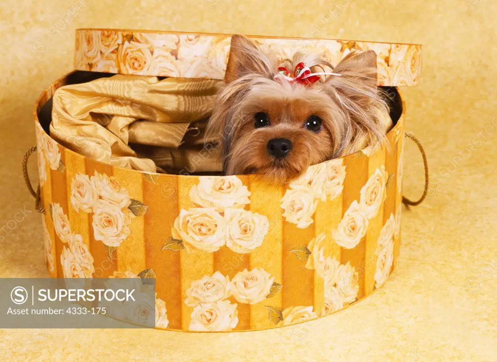 Yorkshire Terrier, AKC, 10-month-old 'Zoey' photographed at Randi's studio and owned by Dawn Godfey of Wasilla, Alaska.