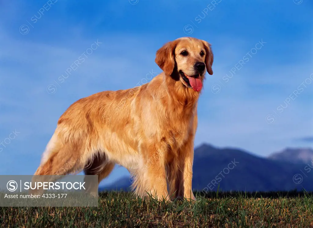 Golden Retriever, AKC, 7 1/2-year-old 'Faith' photographed in Palmer, Alaska and owned by Ellen Menshew of Anchorage, Alaska.