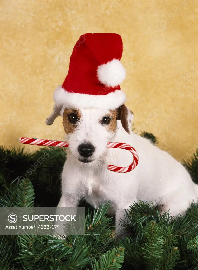 Jack Russell Terrier. 1 1/2-year-old 'Trek' photographed at Randi's studio and owned by Tim Gossett of Wasilla, Alaska.