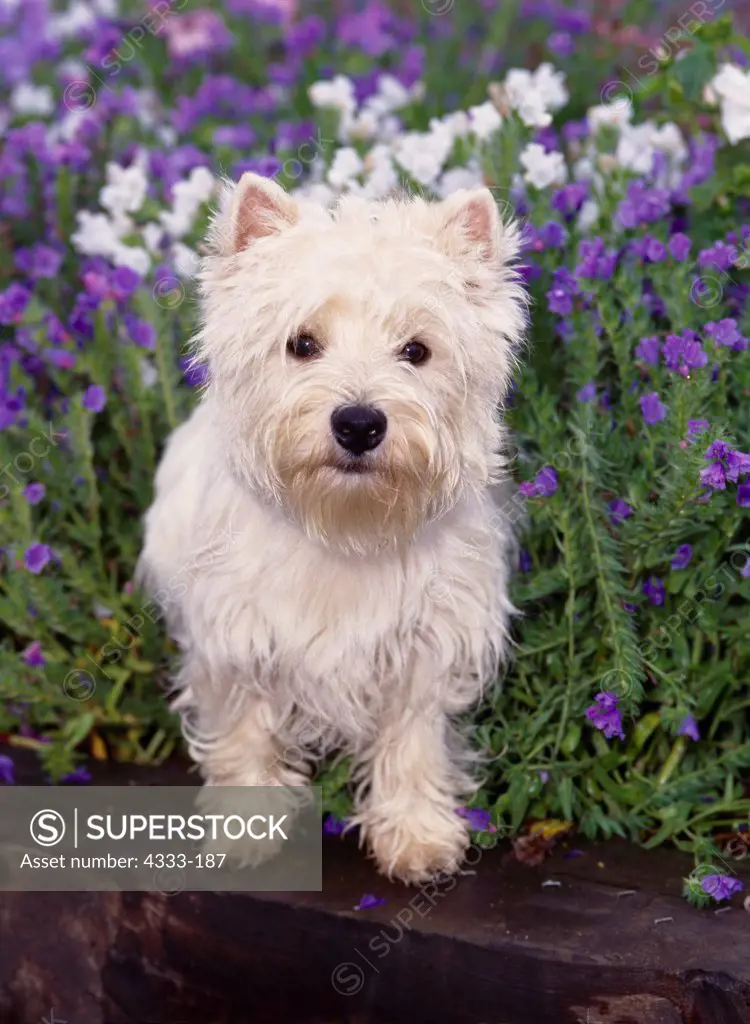 West Highland White Terrier, AKC, 7-month-old 'Duncan' photographed in Palmer, Alaska and owned by Kathy Shelton, Wasilla, Alaska.