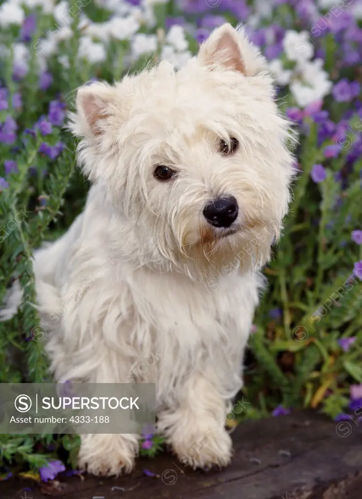 West Highland White Terrier, AKC, 7-month-old 'Duncan' photographed in Palmer, Alaska and owned by Kathy Shelton, Wasilla, Alaska.