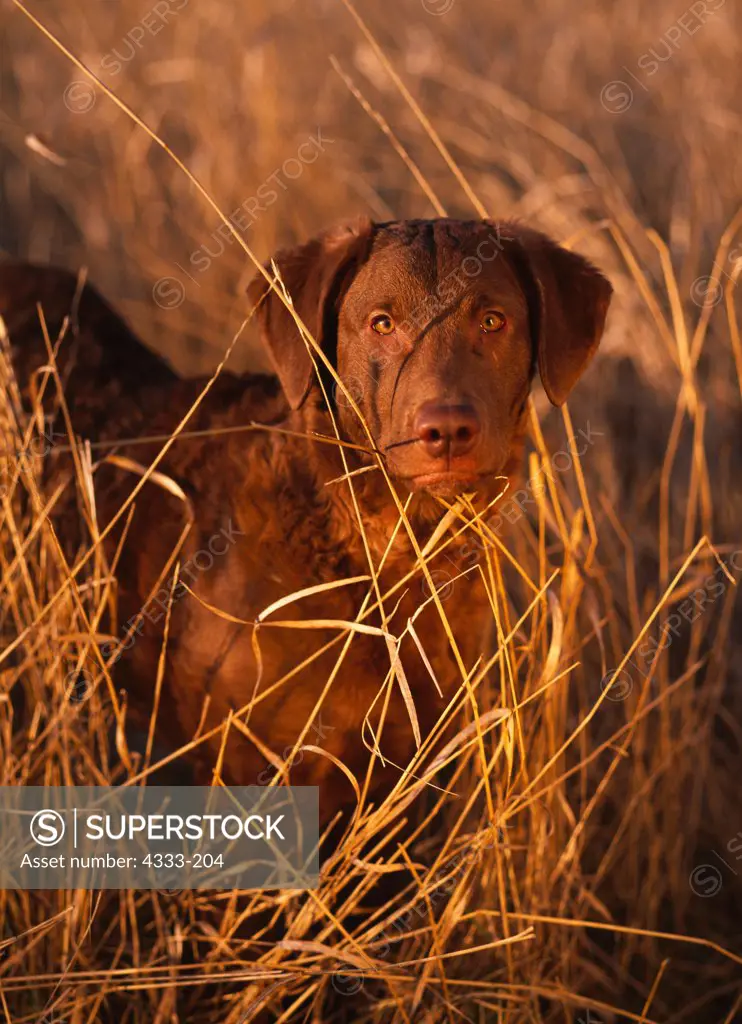 Chesapeake Bay Retriever, AKC, 6-month-old 'Inde' photographed at the Palmer Hay Flats and owned by Lynda Barber-Wiltse of Anchorage, Alaska.