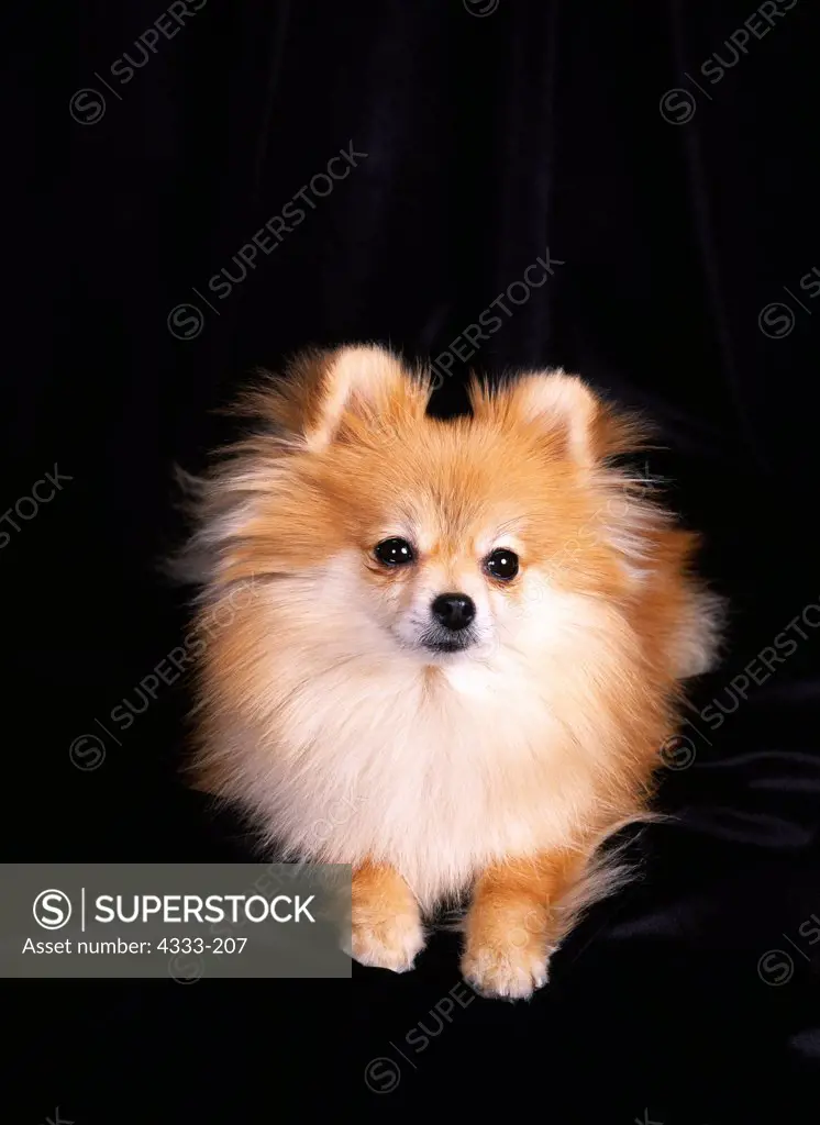 Pomeranian, AKC, 4-year-old 'Taku' photographed at Randi's studio and owned by Julie Volkeheimer of Palmer, Alaska.