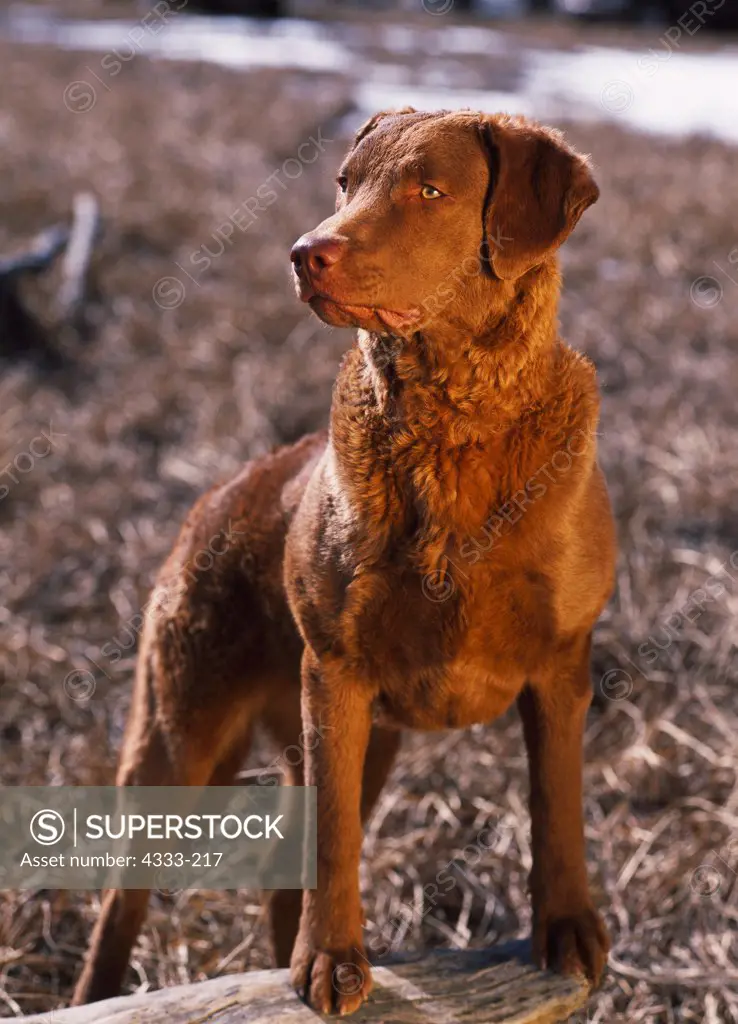 Chesapeake Bay Retriever, AKC, 7 1/2-year-old 'Valdez' photographed on the Palmer Hay Flats, Alaska and owned by Lynda Barber-Wiltse of Anchorage, Alaska.