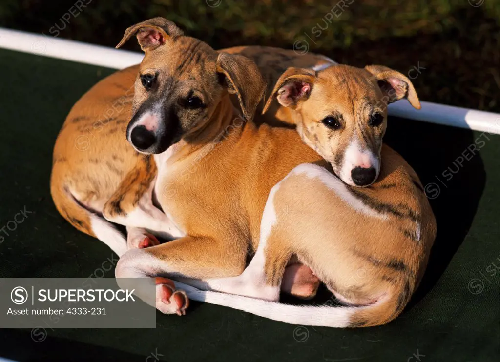 Whippets, AKC, 9-week-old puppies photographed in Fairbanks, Alaska and owned by Pat Moss of Homer, Alaska.