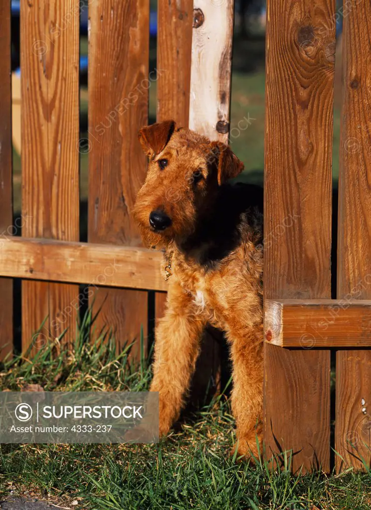 Airedale Terrier, AKC, 18-month-old 'Bleu' photographed at Creamer's Field in Fairbanks, Alaska and owned by Ron Windeler of Anchorage, Alaska.