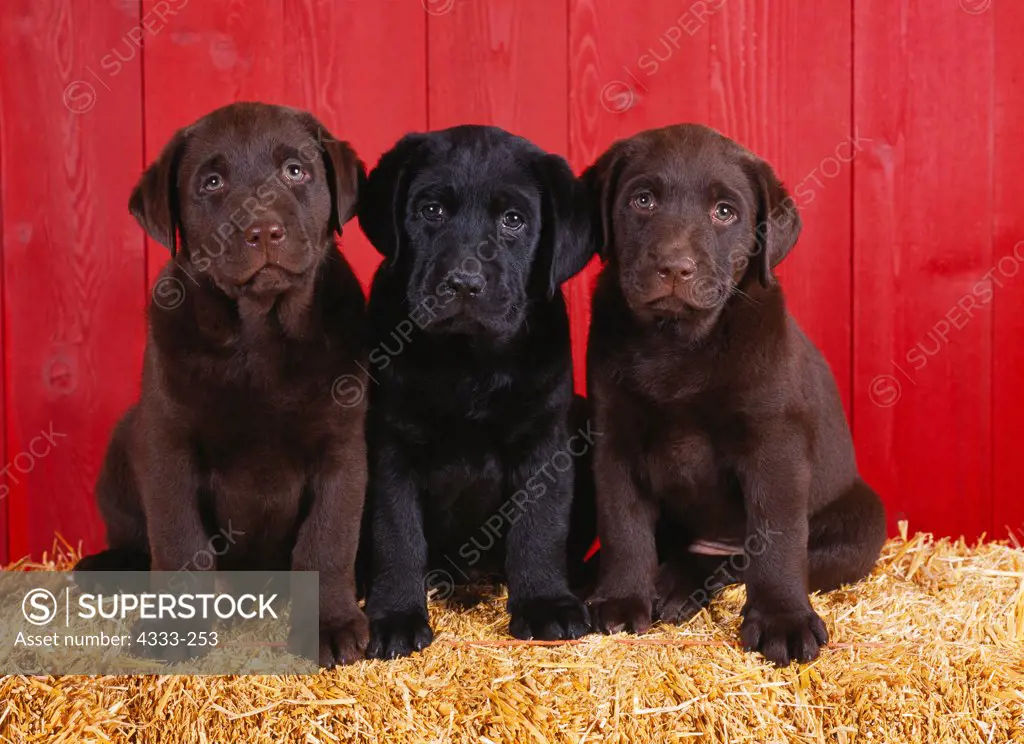 Chocolate and Black Labrador Retrievers, AKC, 7-week-old puppies, photographed at Randi's studio and owned by Els Crisafulli of Eagle River, Alaska