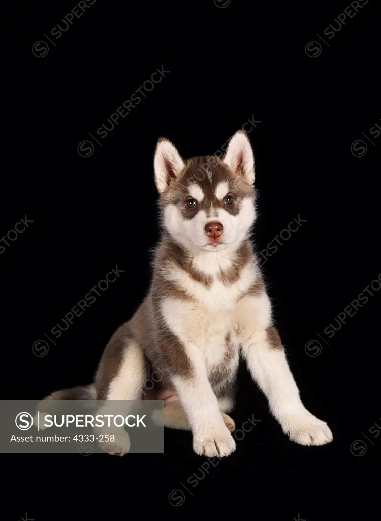 Siberian Huskies, AKC, 7-week-old puppies photographed at Randi's Studio and owned by Ron Adler and Susan Weston of Anchorage, Alaska.