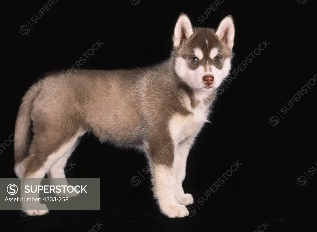 Siberian Husky, AKC, 7-week-old puppy photographed at Randi's Studio and owned by Ron Adler and Susan Weston of Anchorage, Alaska.