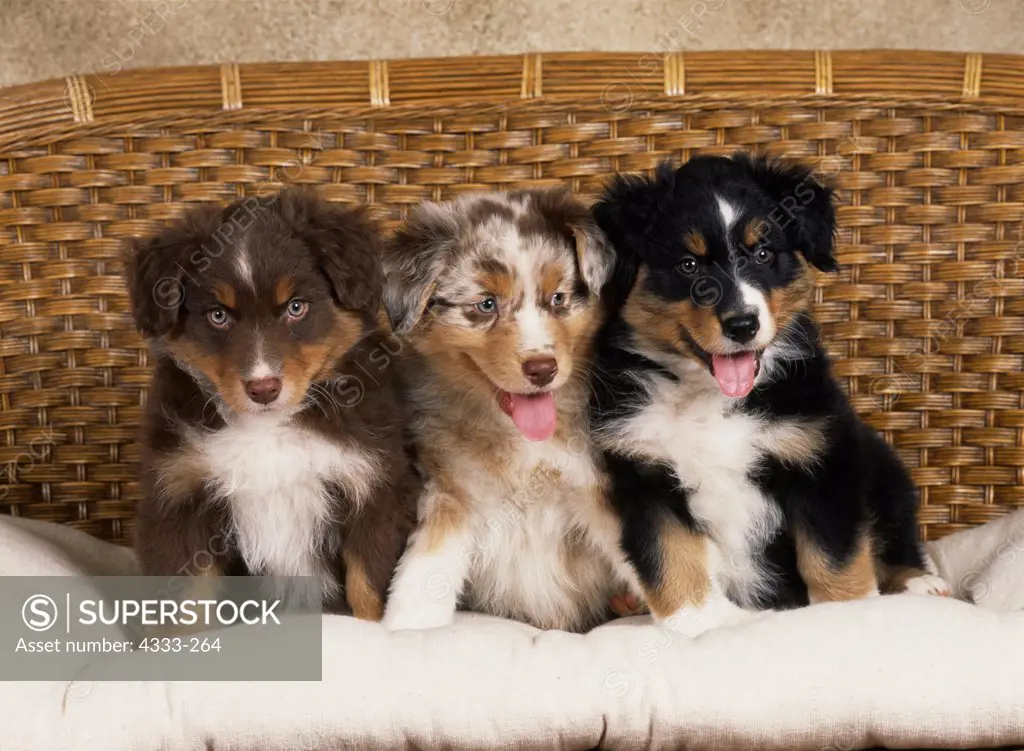 Australian Shepherds, AKC, 8-week-old puppies 'Stony' owned by Fred and Randi Hirschmann, 'Jack' owned by Sandy and Greg McClintock and 'Stryder' owned by RaDeena Burgess photographed at Randi's studio.