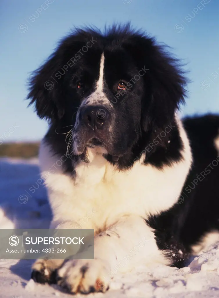 Newfoundland, AKC, 9-month-old 'Brody' photographed in Palmer and owned by Holly Lappi of Anchorage, Alaska.