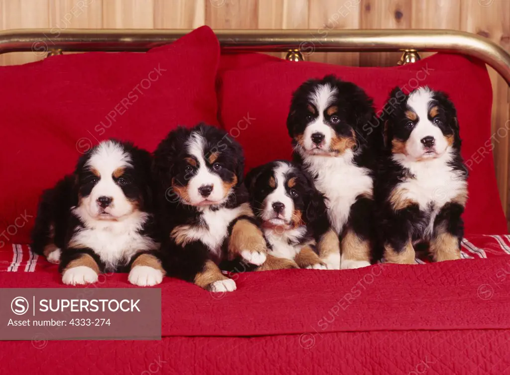 Bernese Mountain Dogs, AKC, 6 1/2-week-old puppies photographed at Randi's studio and owned by Tracy Hopper-Corneliussen of Wasilla, Alaska.