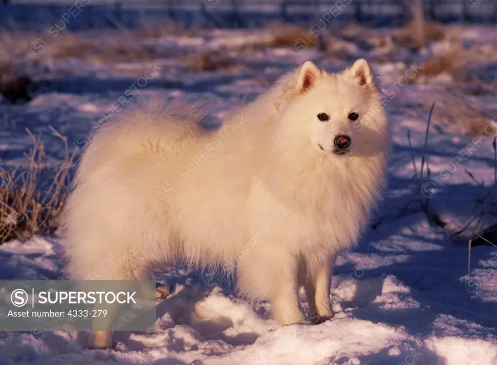 American Eskimo Dog, AKC, 2-year-old 'Todd' photographed at the Bluff Park Farm in Wasilla, Alaska and owned by Emily and Randy Johnson of Anchorage, Alaska.