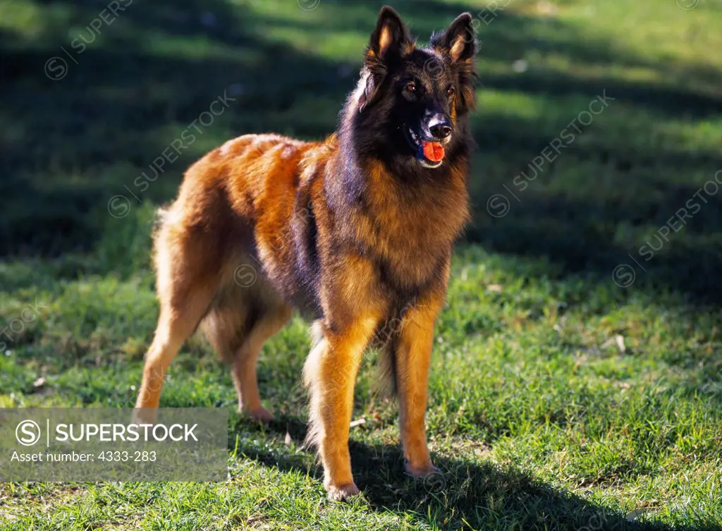 Belgian Tervuren, AKC, 3-year-old 'Tater' photographed Phoenix, Arizona and owned by Debby Boehm of Glendale, Arizona.
