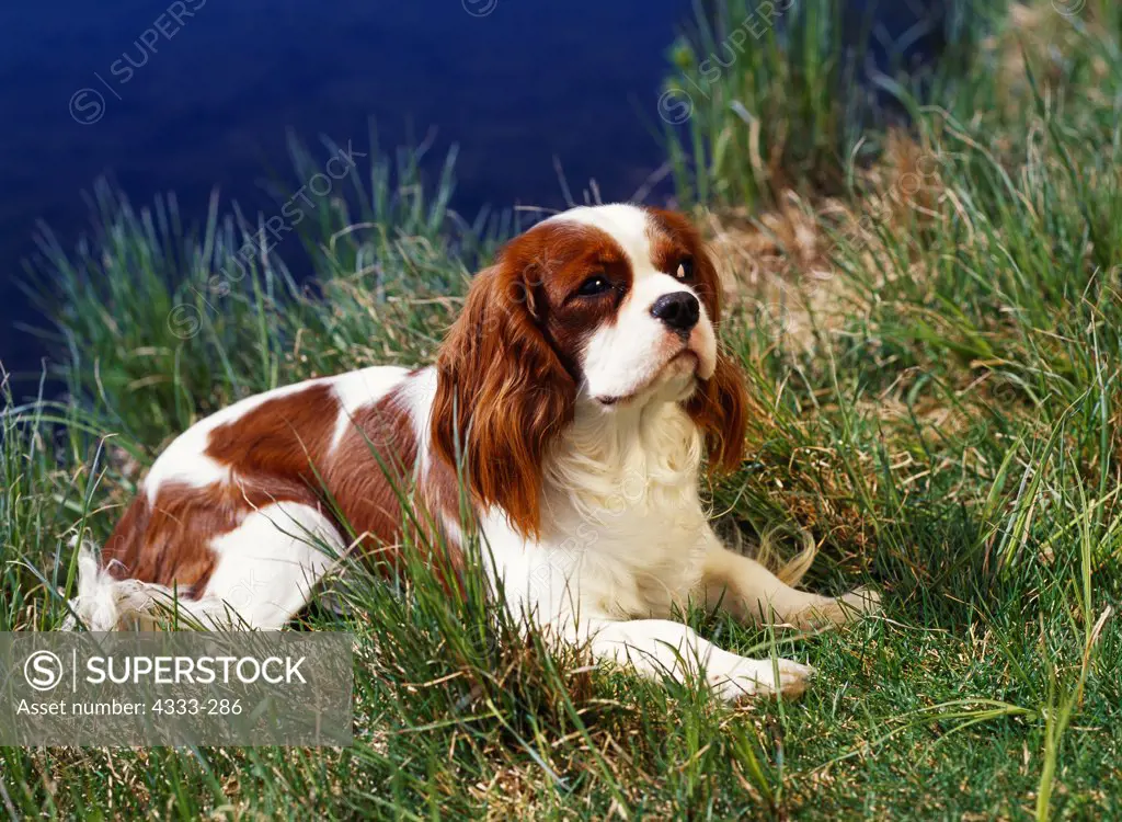 Cavalier King Charles Spaniel, AKC,  11-month-old 'Simon' photographed at Waldron Lake in Anchorage, Alaska and owned by Jean Sheffield of Willow Alaska.