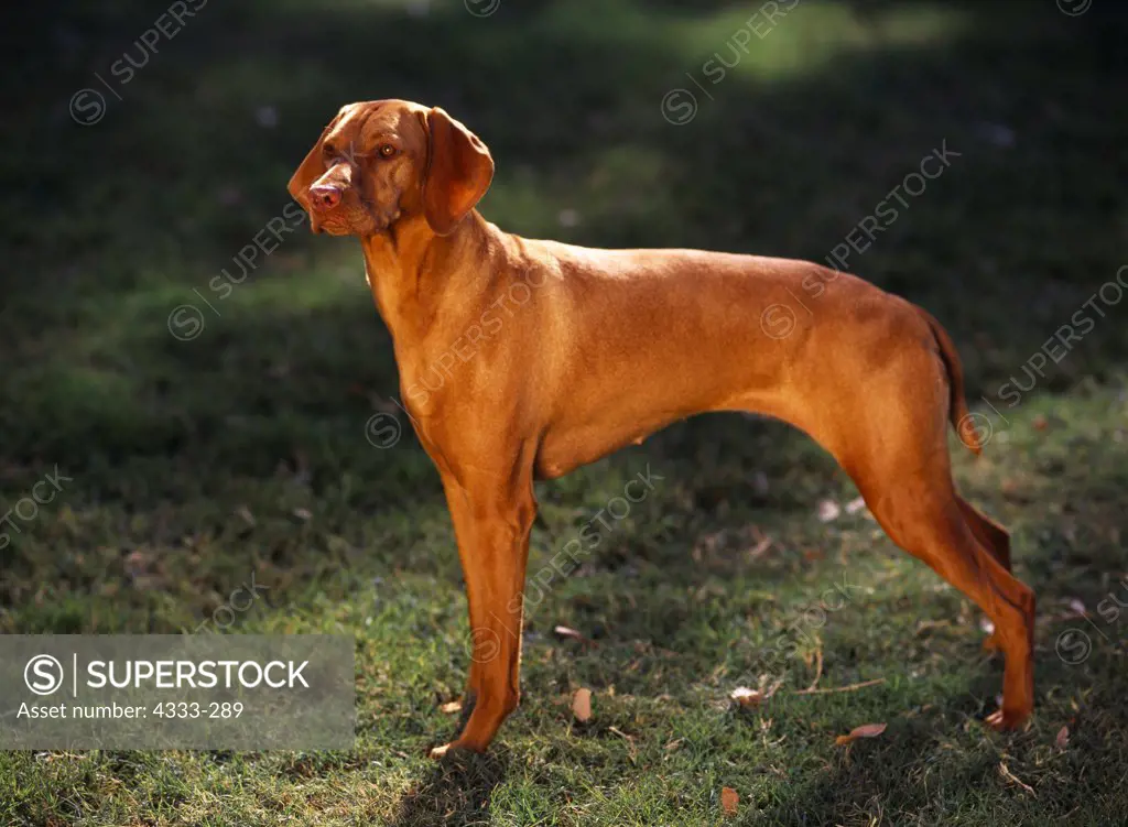 Vizsla, AKC, two-year-old female 'Minka' owned by Sheryl Frederick and photographed in Phoenix, Arizona.