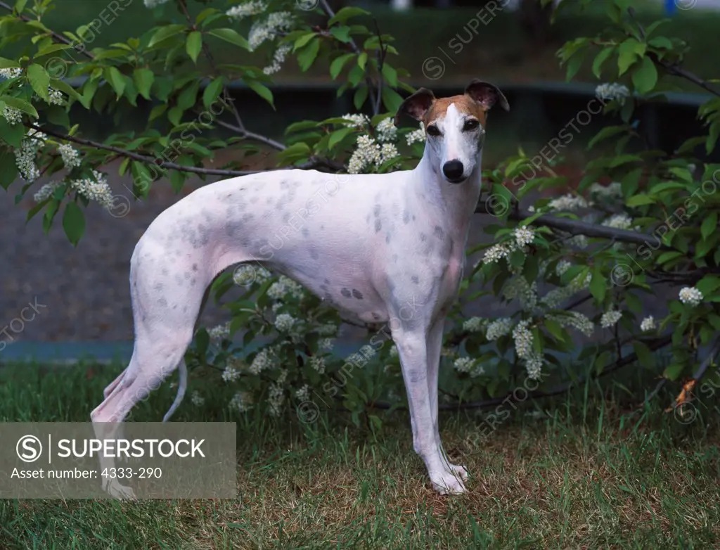 Whippet, AKC, 4-year-old 'Brooklyn' photographed in Fairbanks, Alaska and owned by Lisande Donohoe of Anchorage, Alaska.