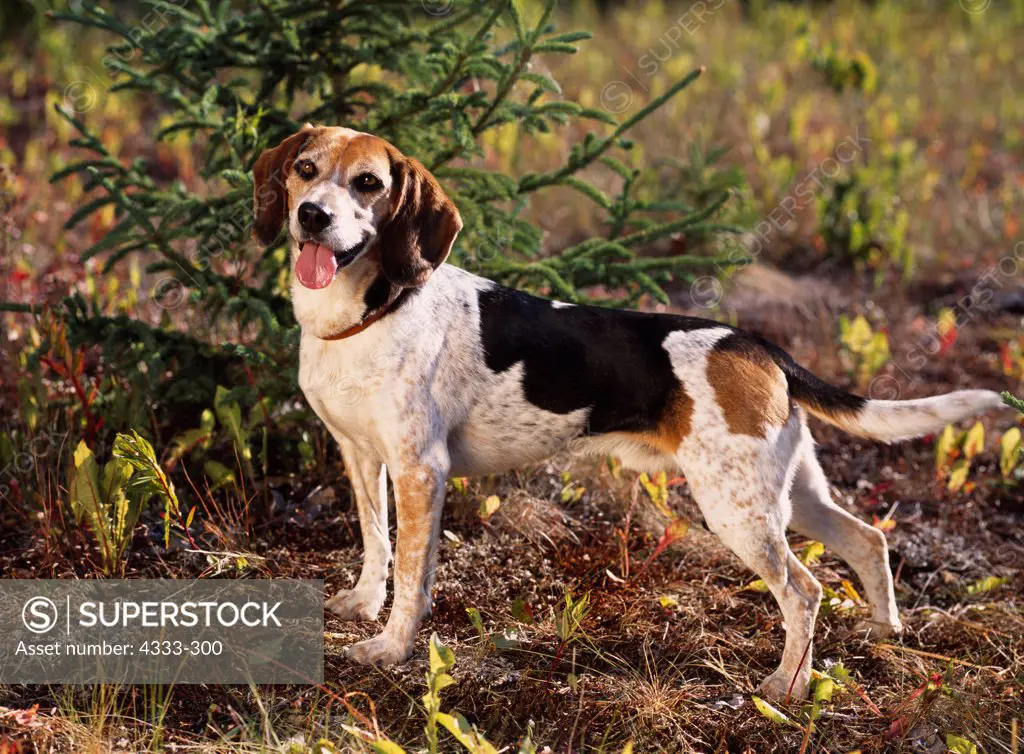 Beagle (15'), AKC, 5-year-old 'Sammy' photographed in Soldotna, Alaska and owned by Dean and Anita Graf of Grand Island, Nebraska.