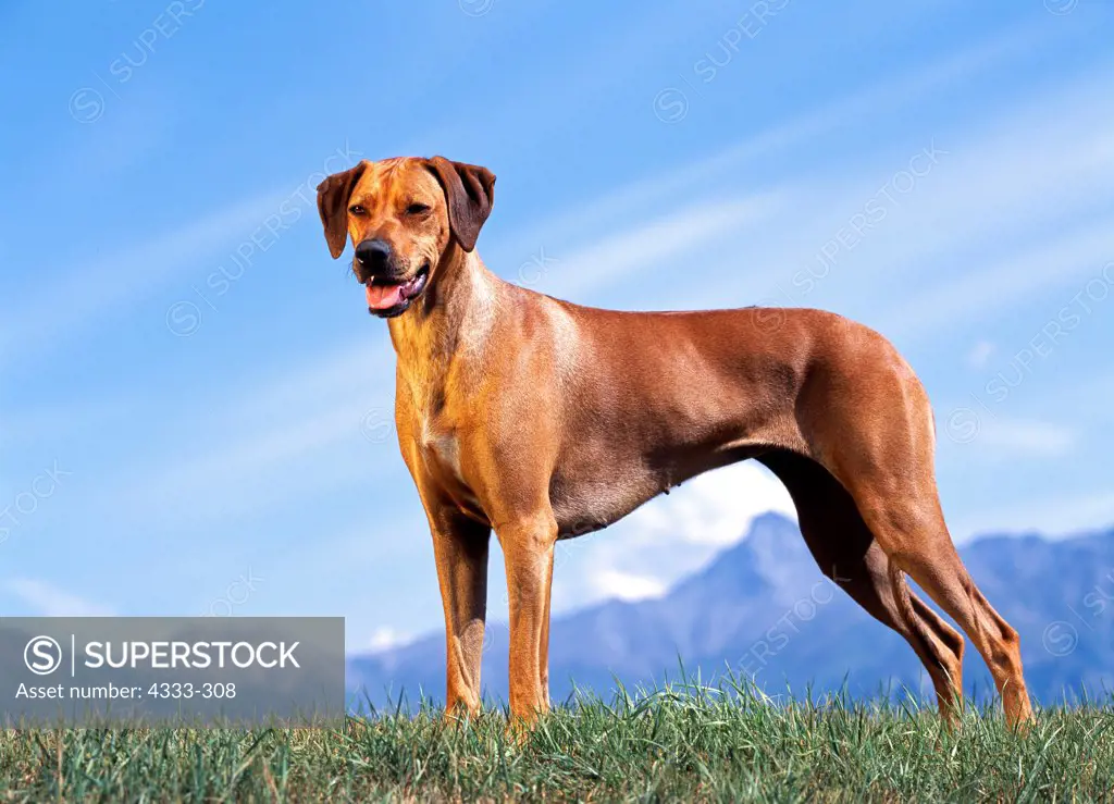 Rhodesian Ridgeback, AKC, 2-year-old 'Lela' photographed in Palmer, Alaska and owned by Holly Lewis of Eagle River, Alaska.