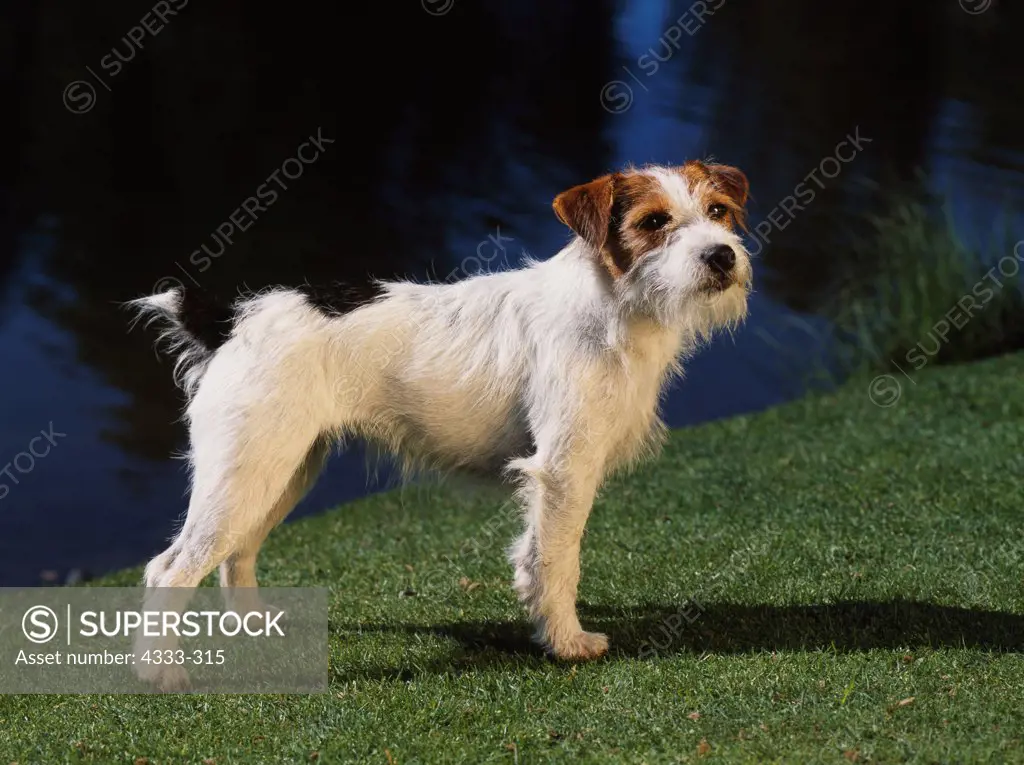 Jack Russell Terrier, AKC, 2-year-old 'Gretchen' photographed at Waldron Lake in Anchorage, Alaska and owned by Susan Lane of Anchorage, Alaska.