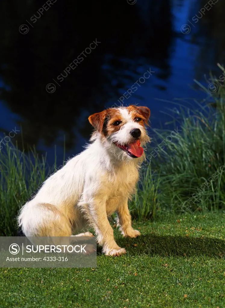 Jack Russell Terrier, AKC, 2-year-old 'Gretchen' photographed at Waldron Pond in Anchorage, Alaska and owned by Susan Lane of Anchorage, Alaska.