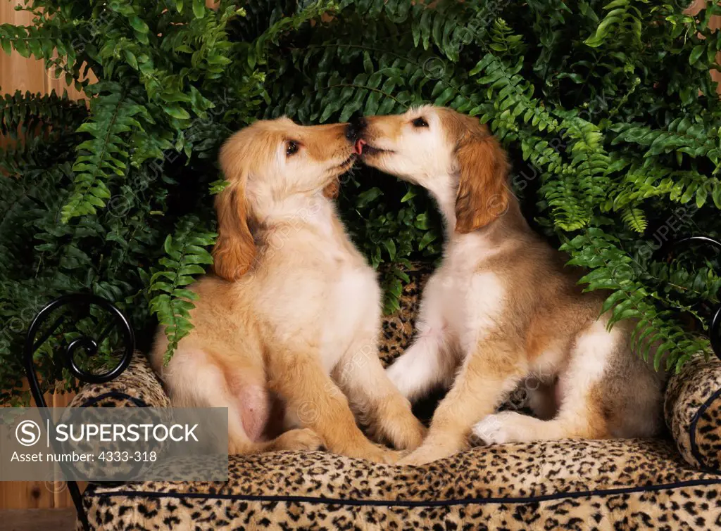 Afghans, AKC, 9-week-old puppies kissing at Randi's studio and owned by Colleen McDowell of Wasilla, Alaska.