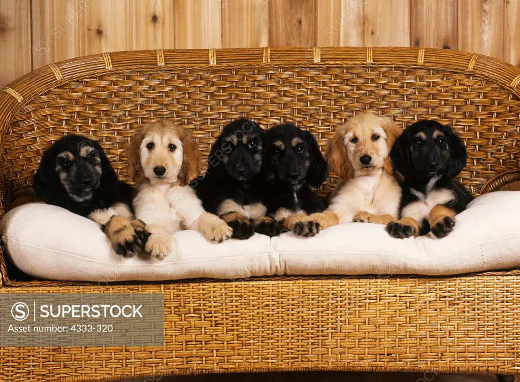 Afghans, AKC, six 9-week-old puppies photographed at Randi's studio and owned by Colleen McDowell of Wasilla, Alaska.